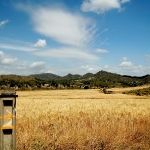Para regresar a Lorca hacemos un tramo del camino que enlaza Lorca con Santiago... esas flechas amarillas...