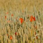 Amapolas y espigas