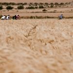 Atravesando los campos de cereal ya maduros...