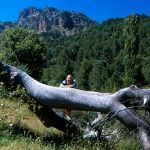 Árbol, pinos, primavera, calvo, otros tiempos...